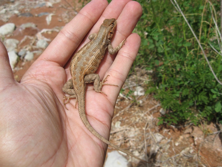 Sagebrush Lizard